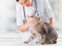 Veterinarian examining teeth of a cat