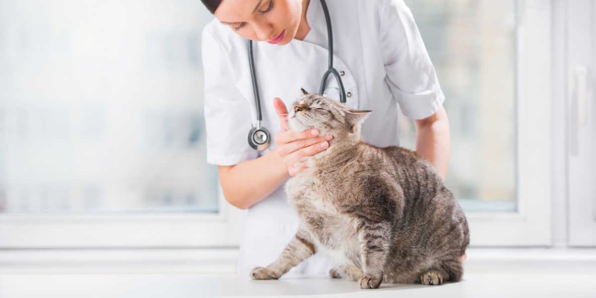 Veterinário examinando dentes de um gato