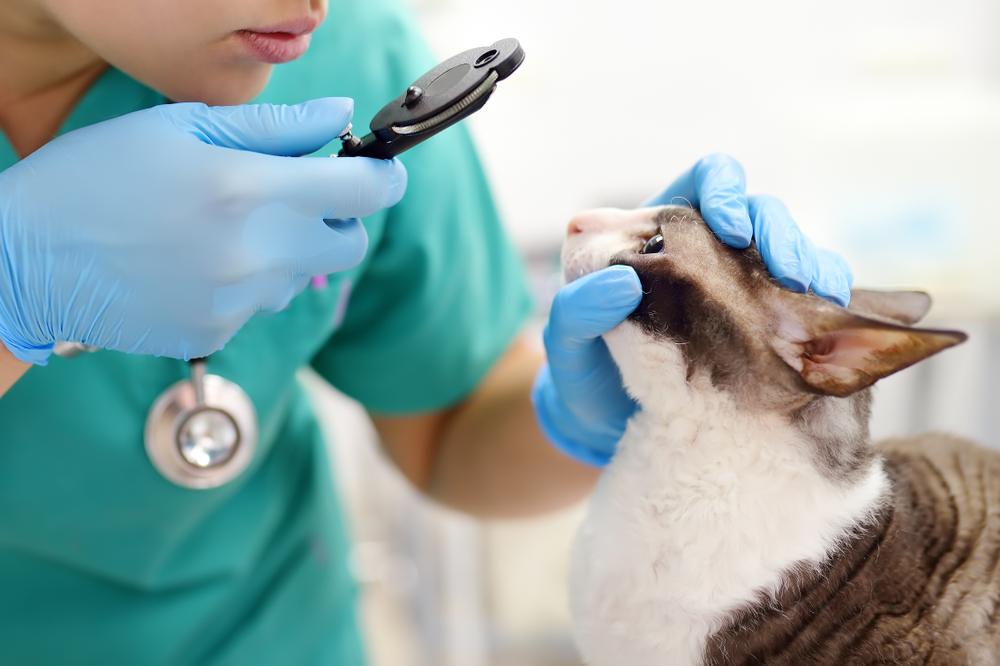 Um veterinário atento realizando um exame de visão em um gato, usando um oftalmoscópio para avaliar cuidadosamente a saúde ocular do gato e garantir seu bem-estar.