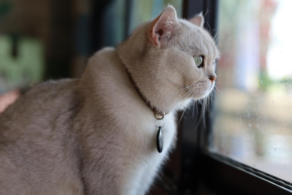 Gato branco vigilante na janela