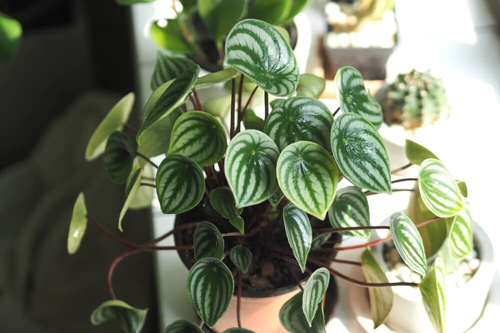 Peperomia de melancia