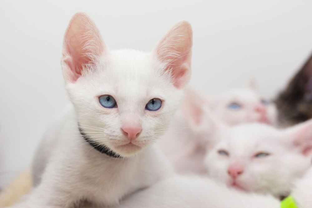 Gatinhos brancos com olhos azuis