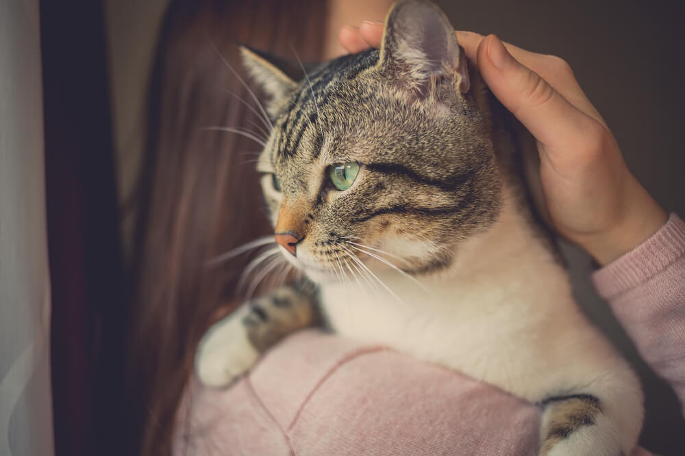 Jovem segurando carinhosamente um gato.