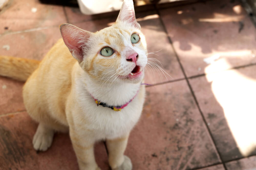 Momento expressivo capturado enquanto um gato mia