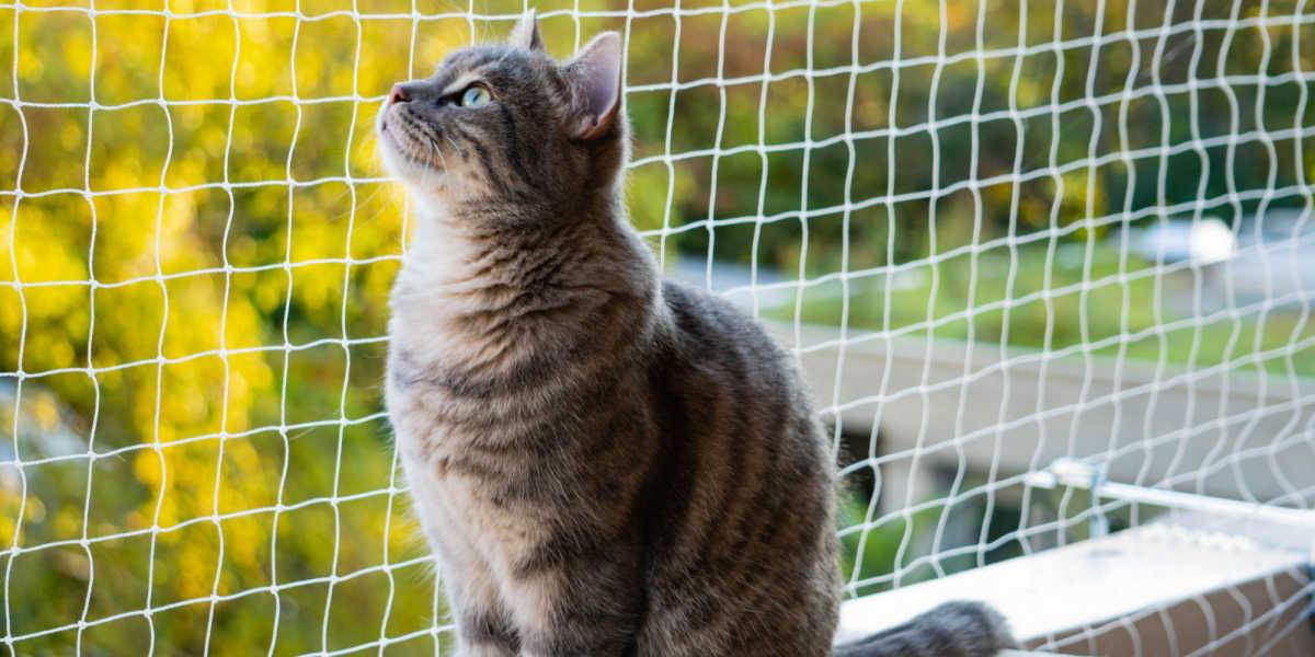 Um gato na varanda, apreciando a vista e o ar puro.