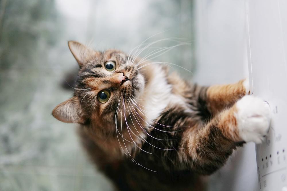 gato estende a pata para pegar comida