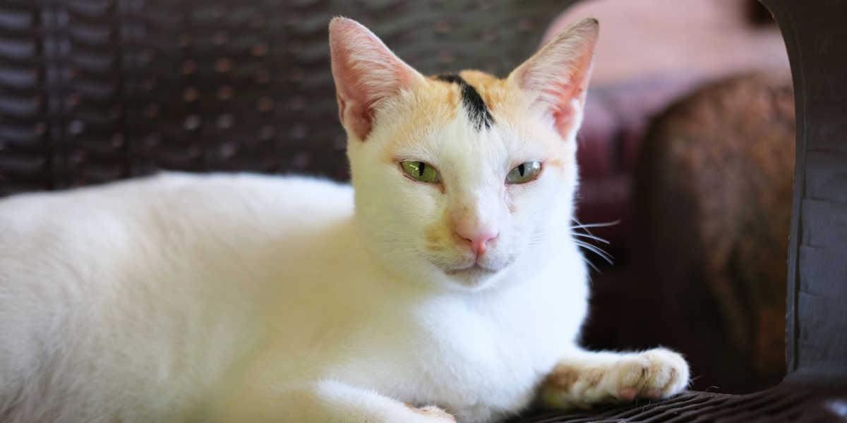 Um gato confiante e de aparência intensa sentado em um banco, olhando com uma expressão feroz no rosto, exalando uma forte aura de independência e determinação.