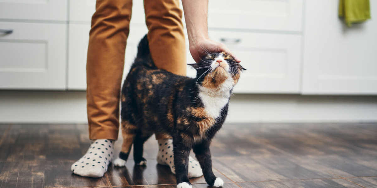 gato tecendo nas pernas de uma pessoa