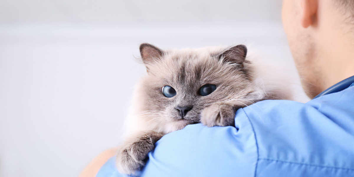 gato no veterinário