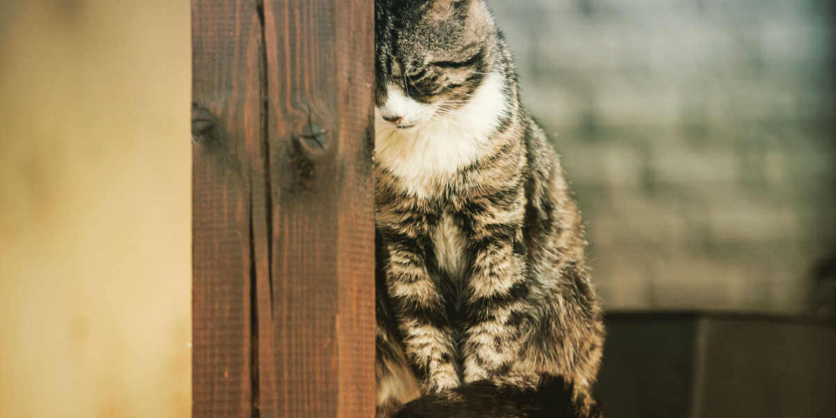 gato pressionando a cabeça na parede