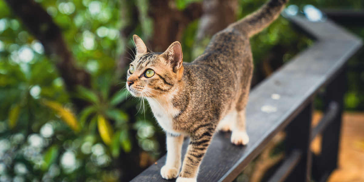 gato lá no alto