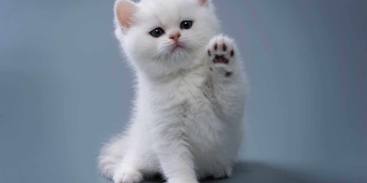 pequeno gatinho branco