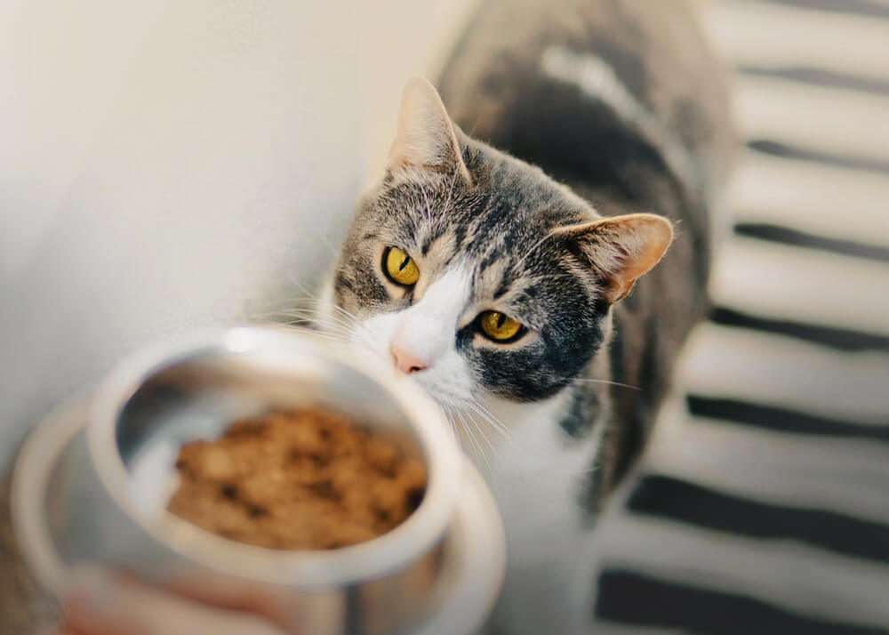 gato doméstico listrado com fome