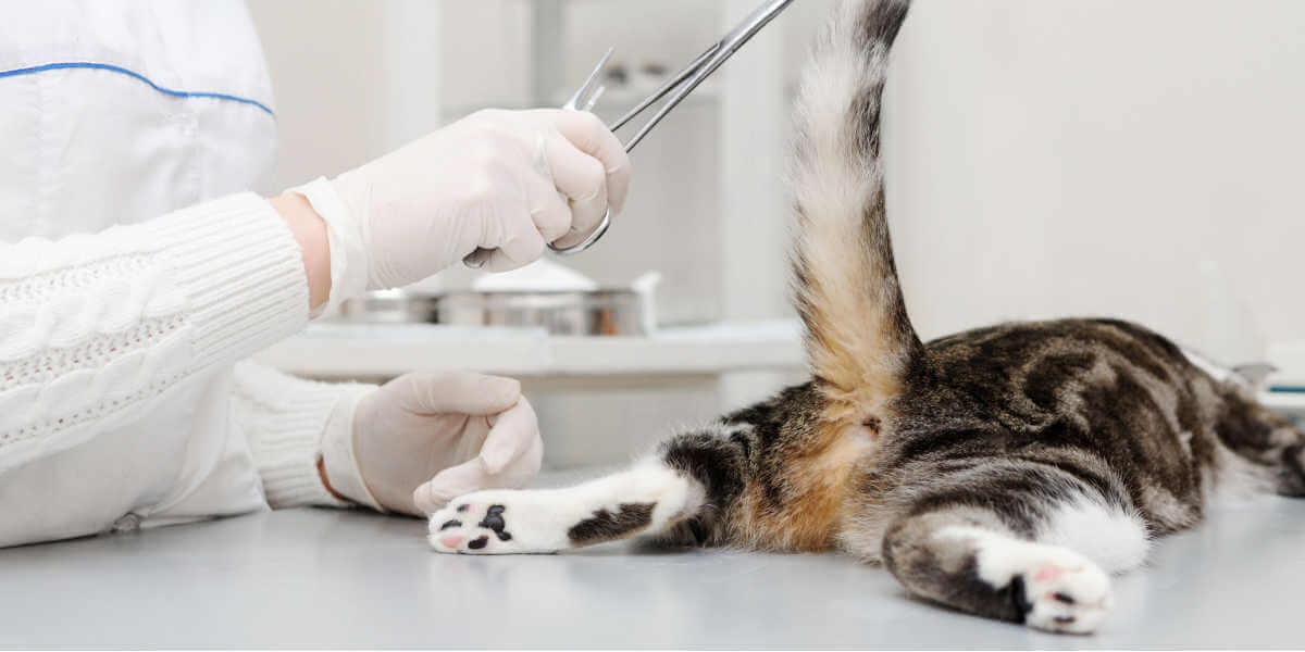 veterinário examina o gato