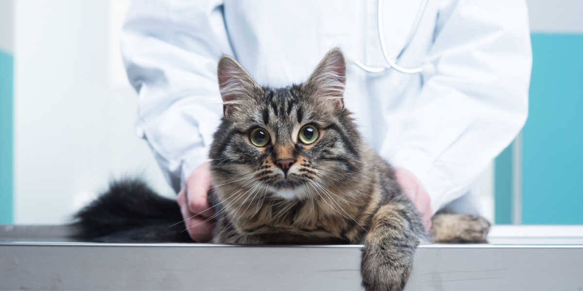 gato no veterinário