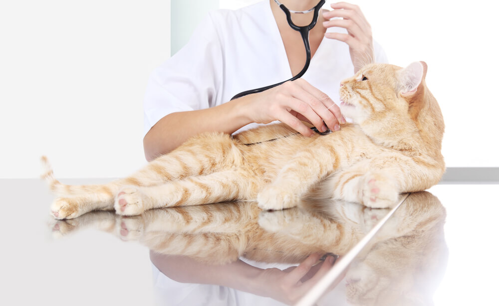 Uma imagem capturando um veterinário conduzindo um exame em um gato vermelho ruivo