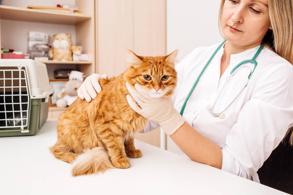 Um veterinário ou médico usando um estetoscópio para verificar um gato durante um exame veterinário.