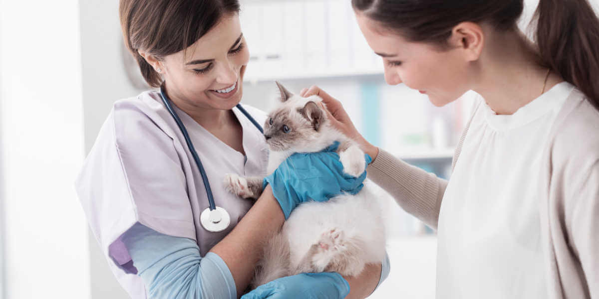 veterinário segurando um lindo gato após exame