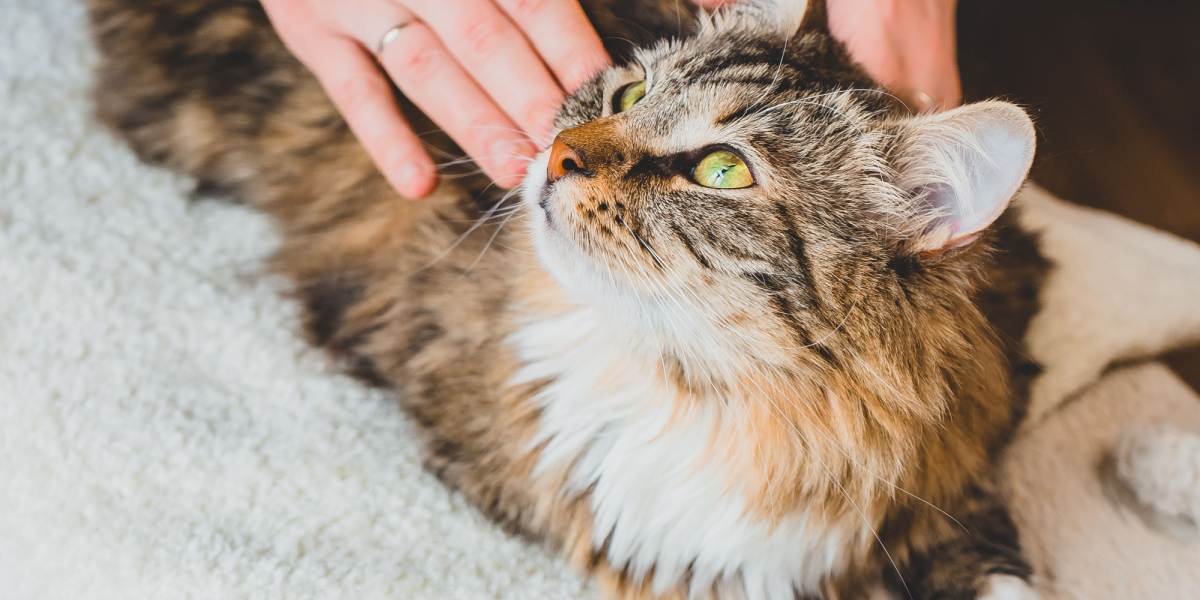 Uma foto que captura as costas de um gato no meio de uma contração muscular, mostrando a intrigante ação reflexa muitas vezes desencadeada por estímulos sensoriais, criando um momento de curiosidade e movimento.