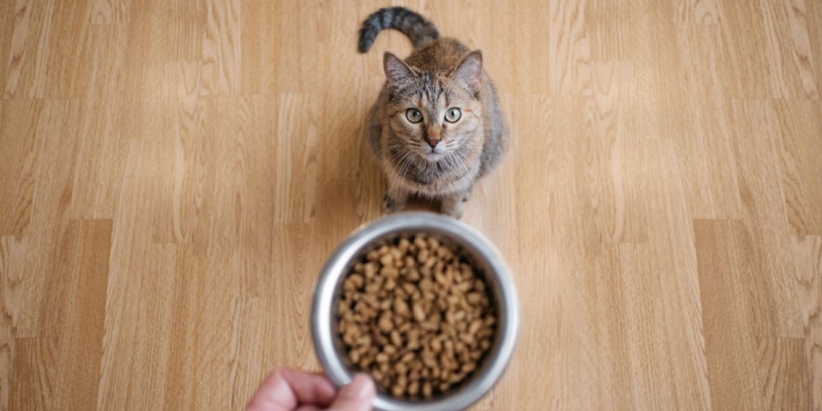 Uma mão masculina segurando um punhado de bolinhas de ração para gatos secas.