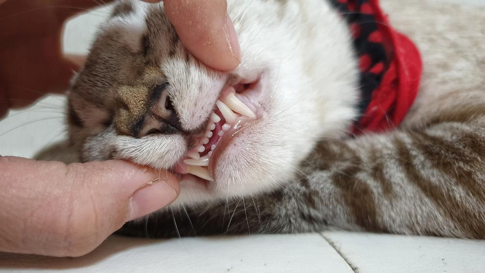 Mão do proprietário abrindo a boca do gato adulto