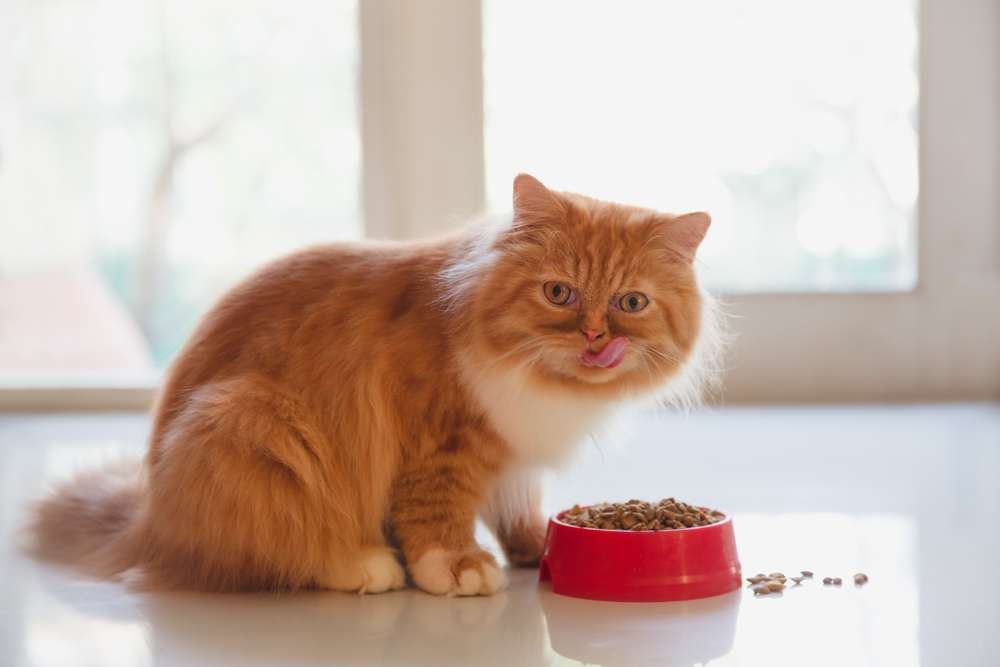 Um majestoso gato persa saboreando delicadamente uma refeição de ração seca para gato.