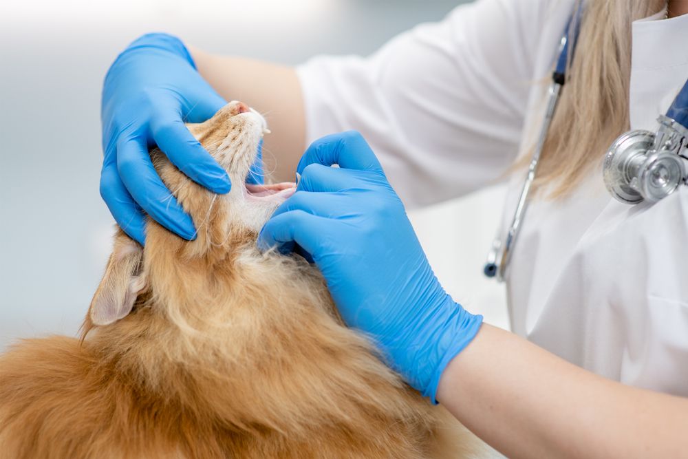 Veterinário verifica boca de gato maine coon