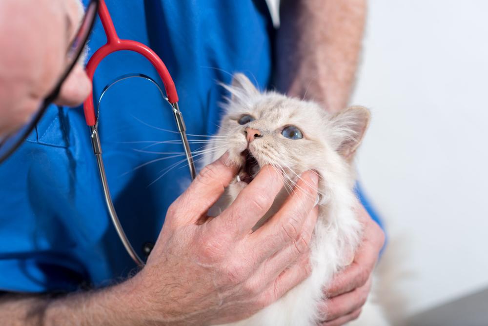 Veterinário examinando dentes de gato