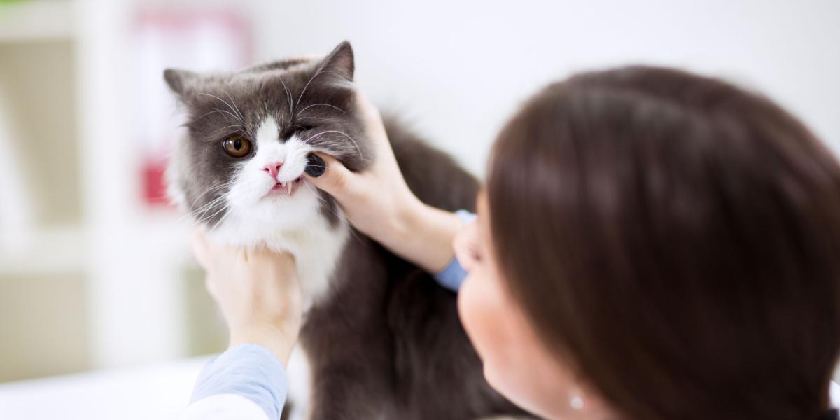 Veterinário examinando dentes de um gato persa