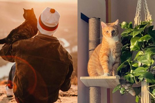 10 Maneiras de Mostrar ao seu Gato que Você o Ama