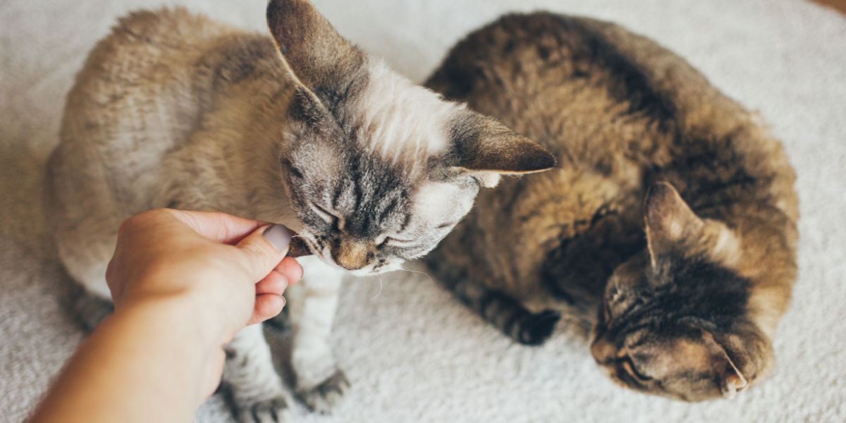 Mulher está dando guloseima para gatos Devon