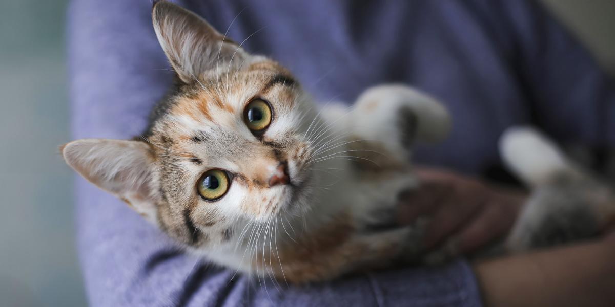 Um par de mãos de mulheres embalando suavemente um gato, ilustrando um vínculo terno e afetuoso entre humanos e seus companheiros felinos.