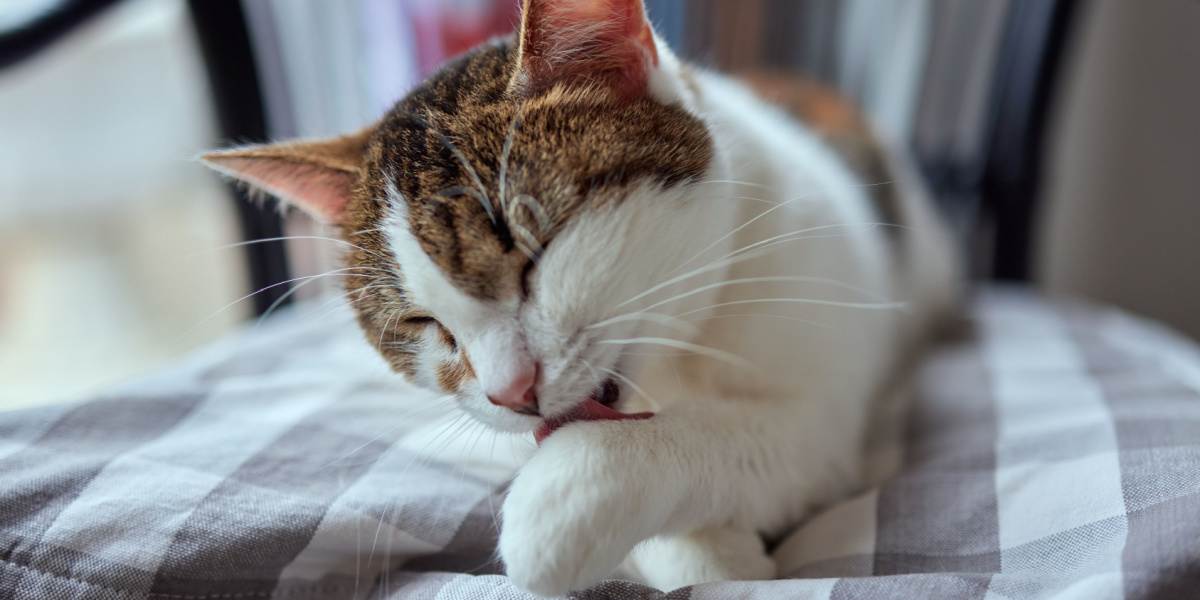 lindo gato fofo lambendo a pata