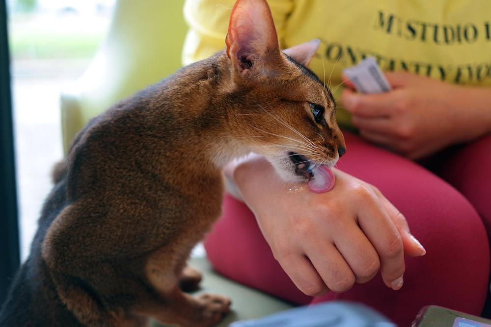 gato vem e lambe guloseima de gato