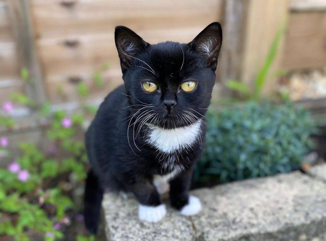 gato olhando para a câmera