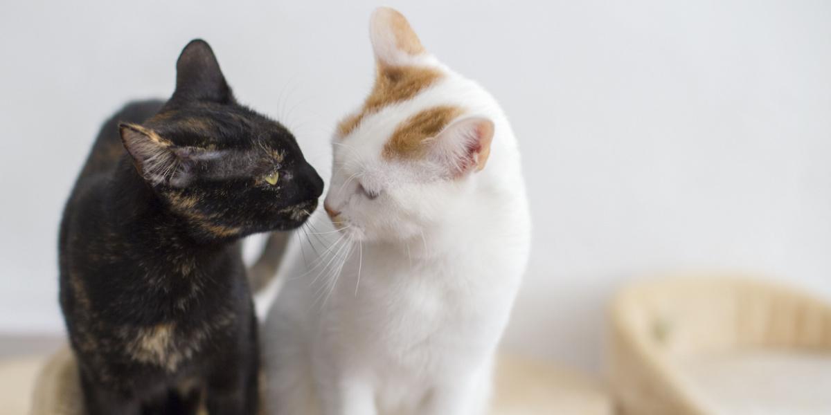 Momento cativante capturado quando dois gatos se olham, refletindo companheirismo, curiosidade e a conexão compartilhada entre amigos felinos.