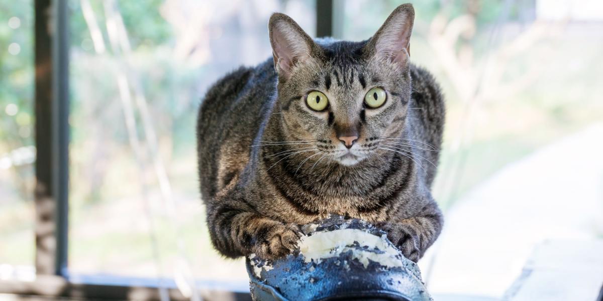 gato listrado cinza arranhando uma cadeira preta