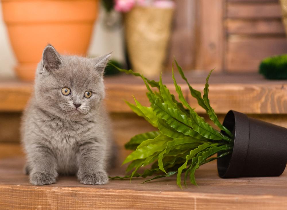 Um gatinho brincalhão derrubando um vaso de flores, mostrando a adorável travessura de um jovem felino.