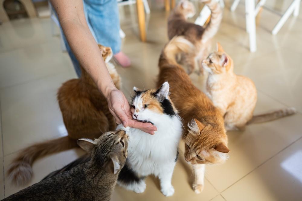 Pessoas brincando e interagindo alegremente com gatos, ilustrando momentos de diversão, vínculo e felicidade compartilhada entre humanos e seus amigos felinos.