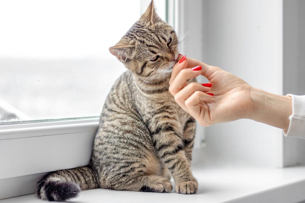 A imagem de um lindo gato malhado, mostrando sua aparência adorável e cativante que cativa pelo seu charme.