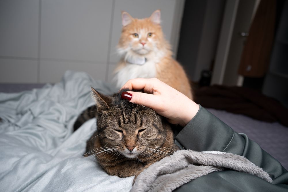 gato malhado sendo acariciado na cama pelo dono do animal