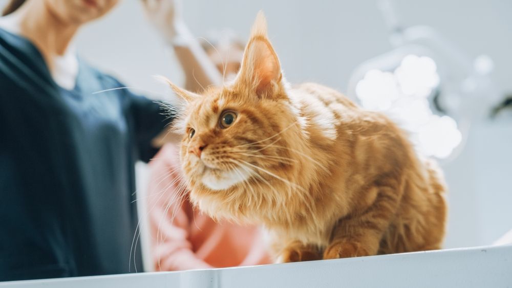 veterinário Maine Coon Vermelho