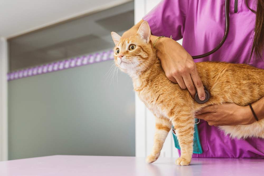 Imagem que mostra um veterinário realizando um check-up completo em um gato, usando um estetoscópio para ouvir os batimentos cardíacos do gato, demonstrando cuidado profissional e atenção ao bem-estar do animal.