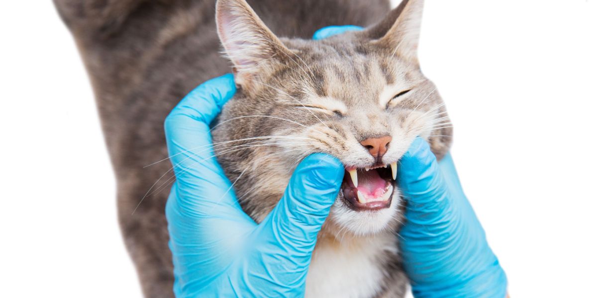 veterinário verifica a boca do gato