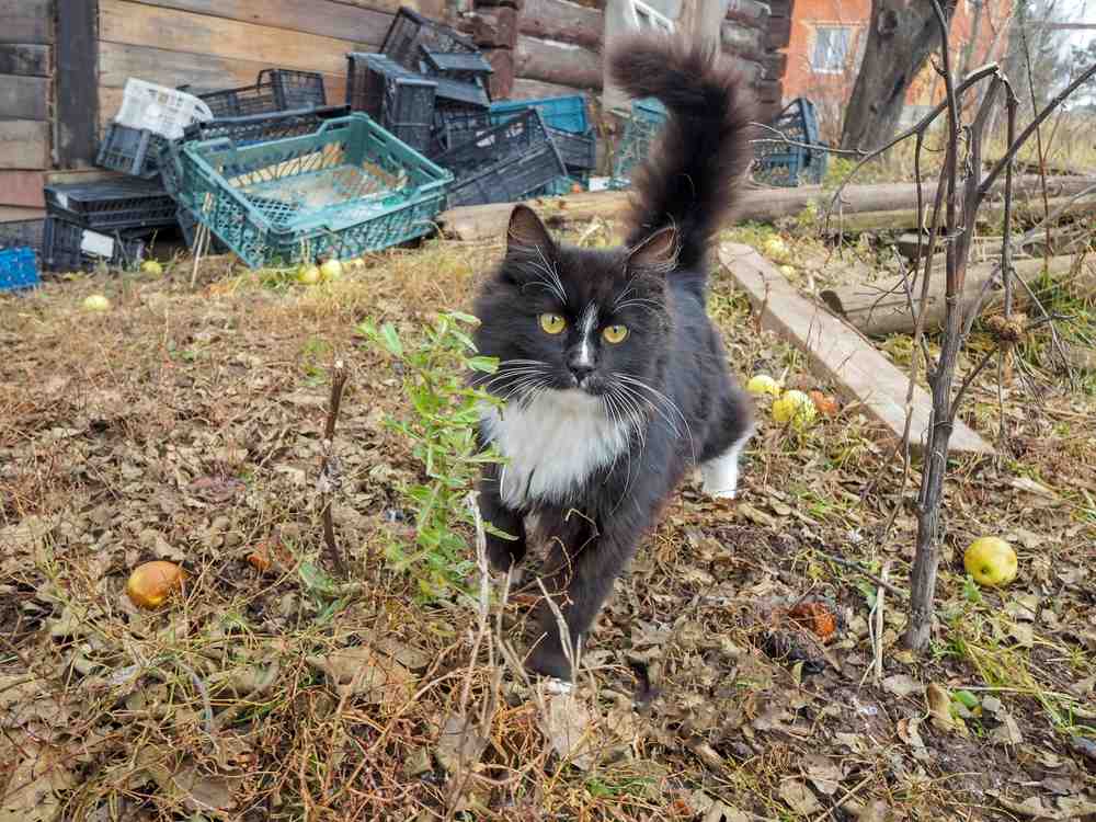 Um gato preto e branco caminha