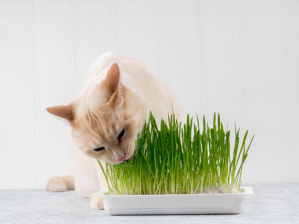 Um gato consumindo alegremente grama verde fresca, mostrando seu comportamento natural de ingerir verduras para auxiliar na digestão e no bem-estar.