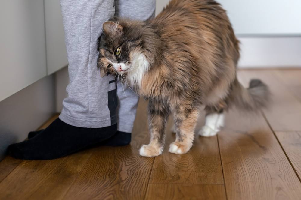 Um gato se esfregando afetuosamente nas pernas de um humano, exibindo sua natureza social e amigável por meio da interação física.