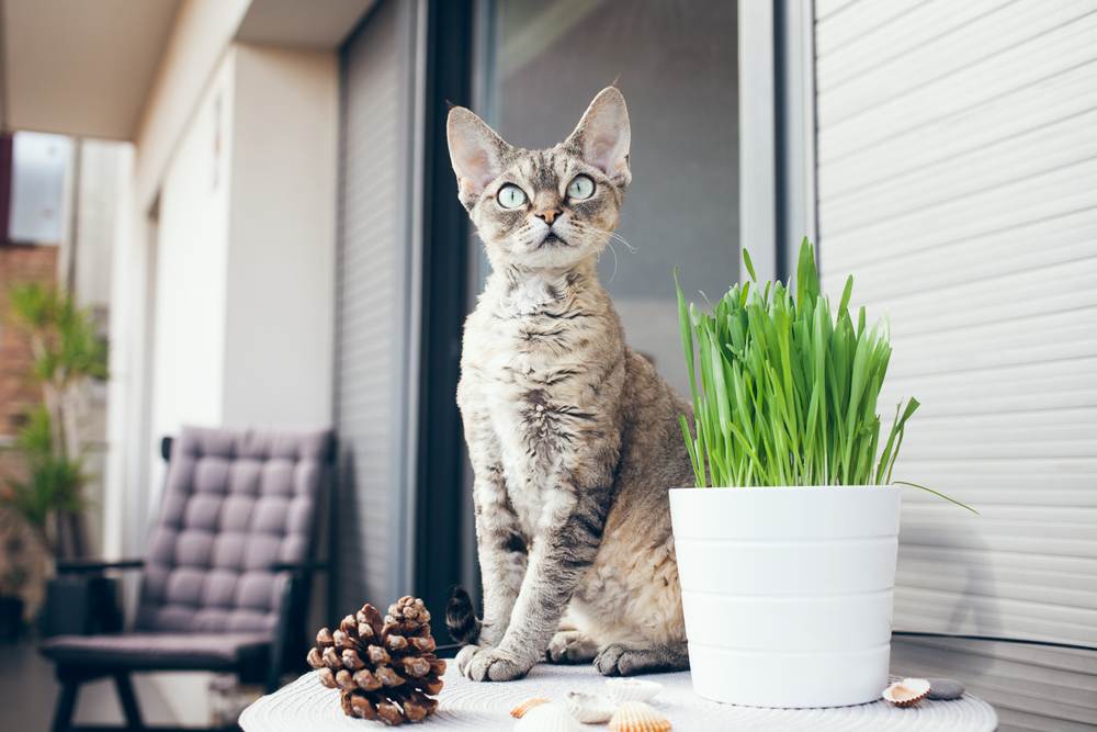 O gato Devon Rex está sentado