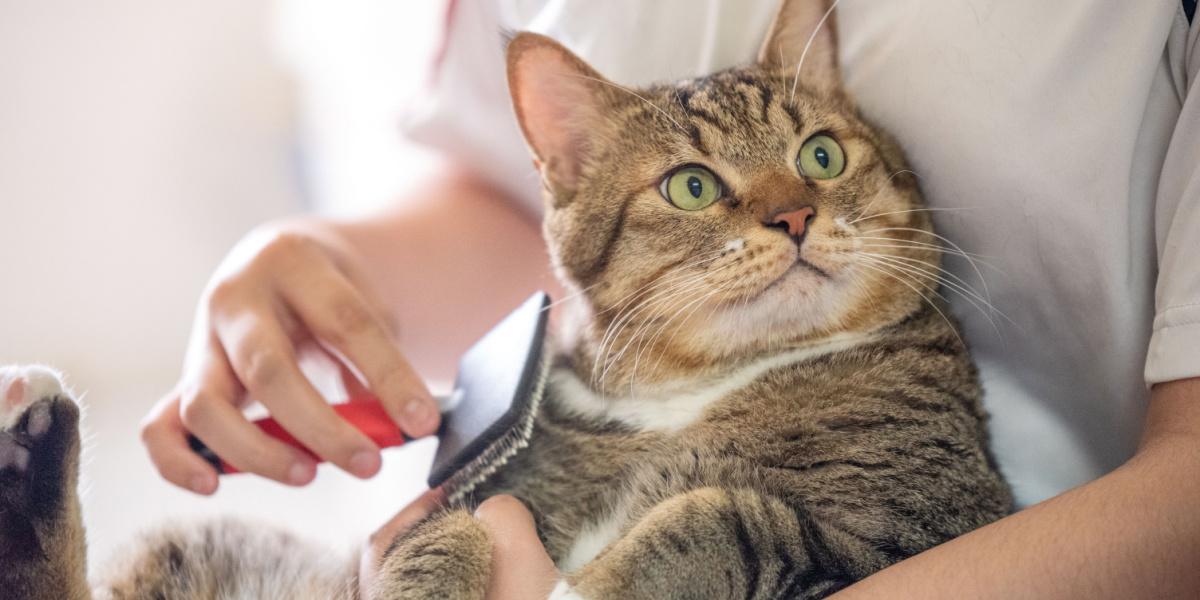 Como cuidar de um gatinho