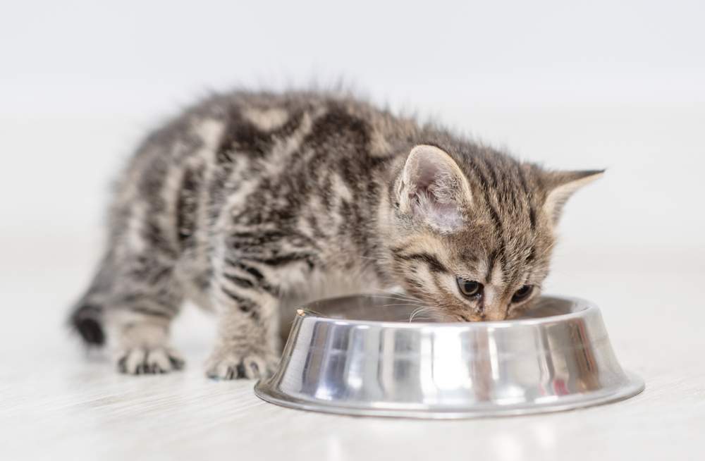 Gatinho comendo comida do prato em casa